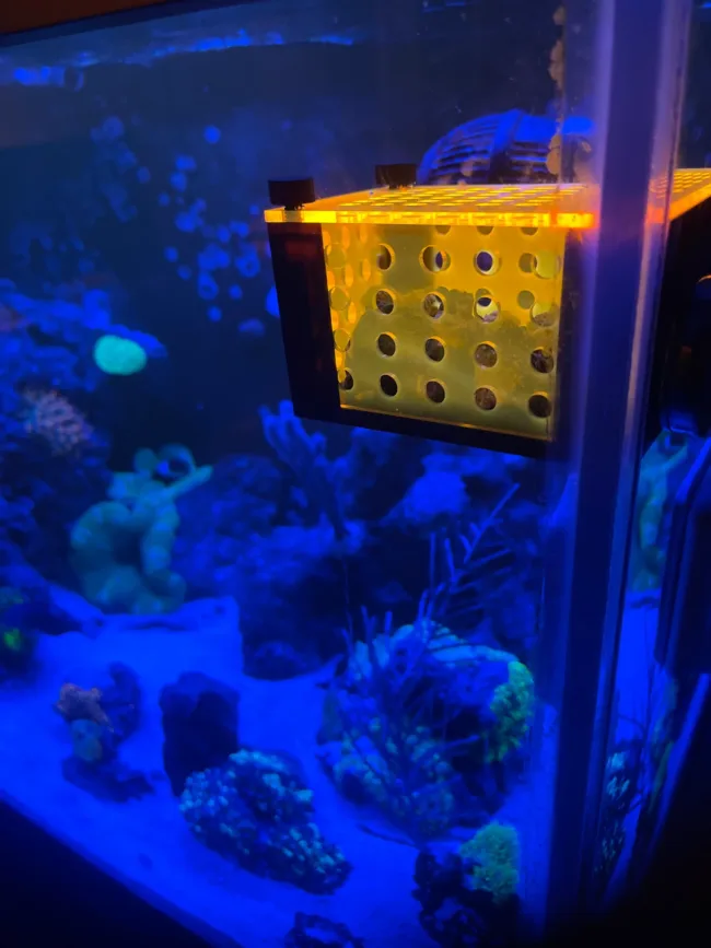 Anemone Acclimation/Propagation/Mushroom Box With Magnets - Image 3