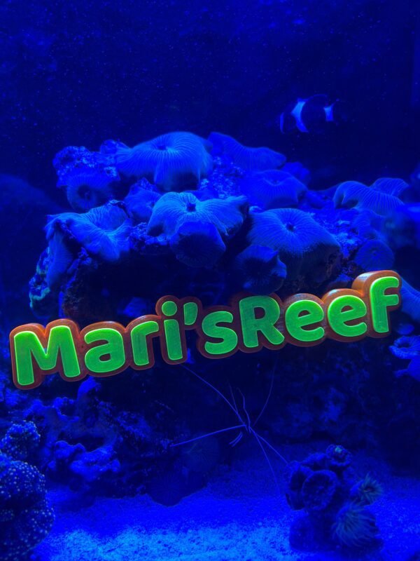 Image #1 from Mel