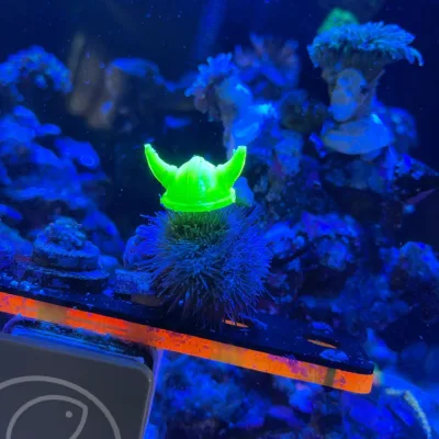 urchin scaled