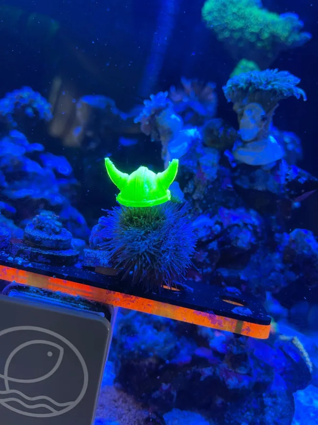 Sea Urchin Hats (Viking,Baseball,Pirate,Skipper) - Digital STL - Image 3