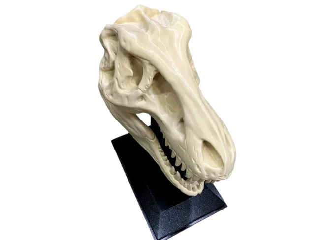 The 14" Large T-Rex Skull - 3D Printed Large! Perfect for your Work Study Desk or Office. - Image 4