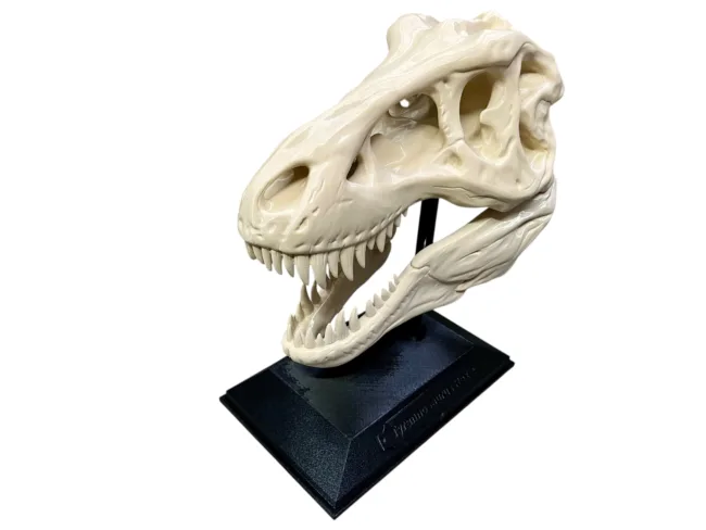 The 14" Large T-Rex Skull - 3D Printed Large! Perfect for your Work Study Desk or Office. - Image 5