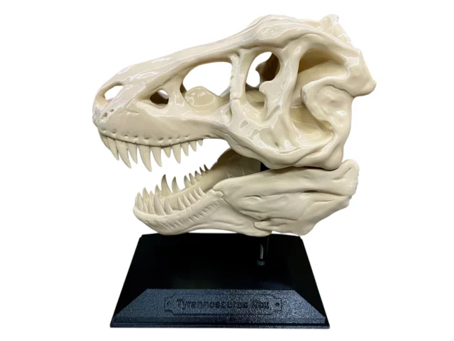 The 14" Large T-Rex Skull - 3D Printed Large! Perfect for your Work Study Desk or Office.